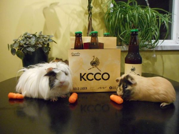 these-animals-know-how-to-party-26-photos-22