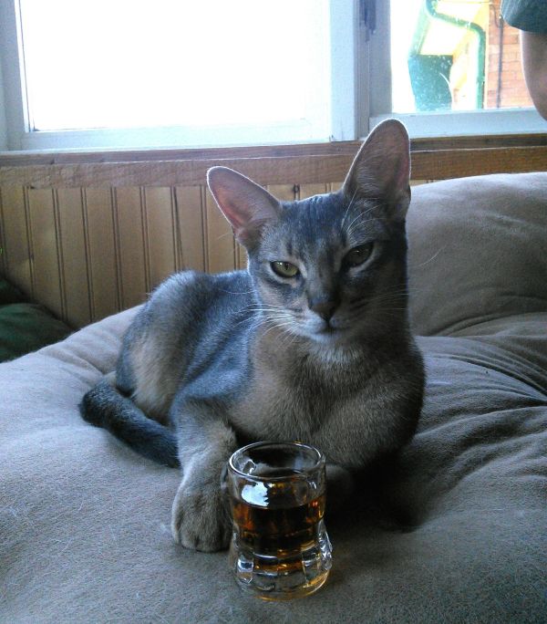 these-animals-know-how-to-party-26-photos-23