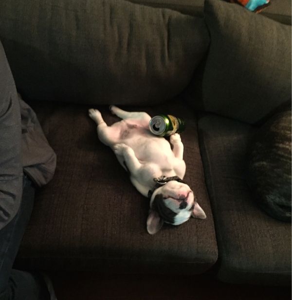 these-animals-know-how-to-party-26-photos-25