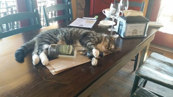 these-animals-know-how-to-party-26-photos-3