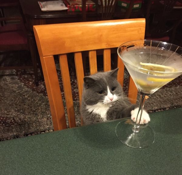 these-animals-know-how-to-party-26-photos-4