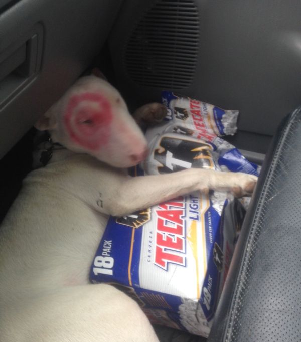 these-animals-know-how-to-party-26-photos-5