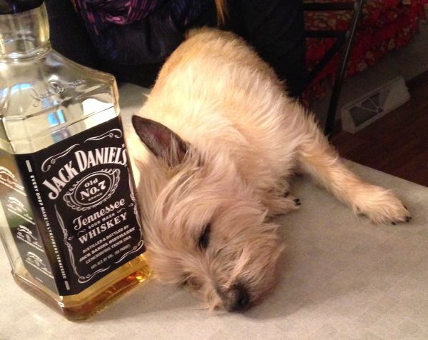 these-animals-know-how-to-party-26-photos-6