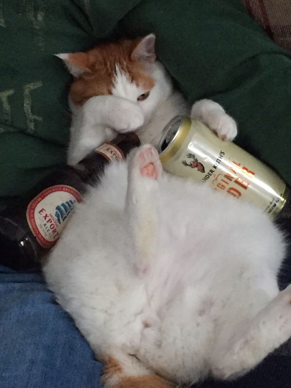 these-animals-know-how-to-party-26-photos-7