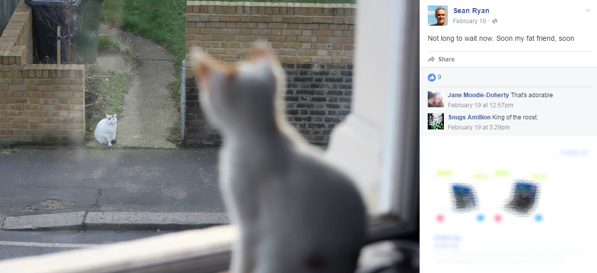 Дебела котка скара съседи в Англия