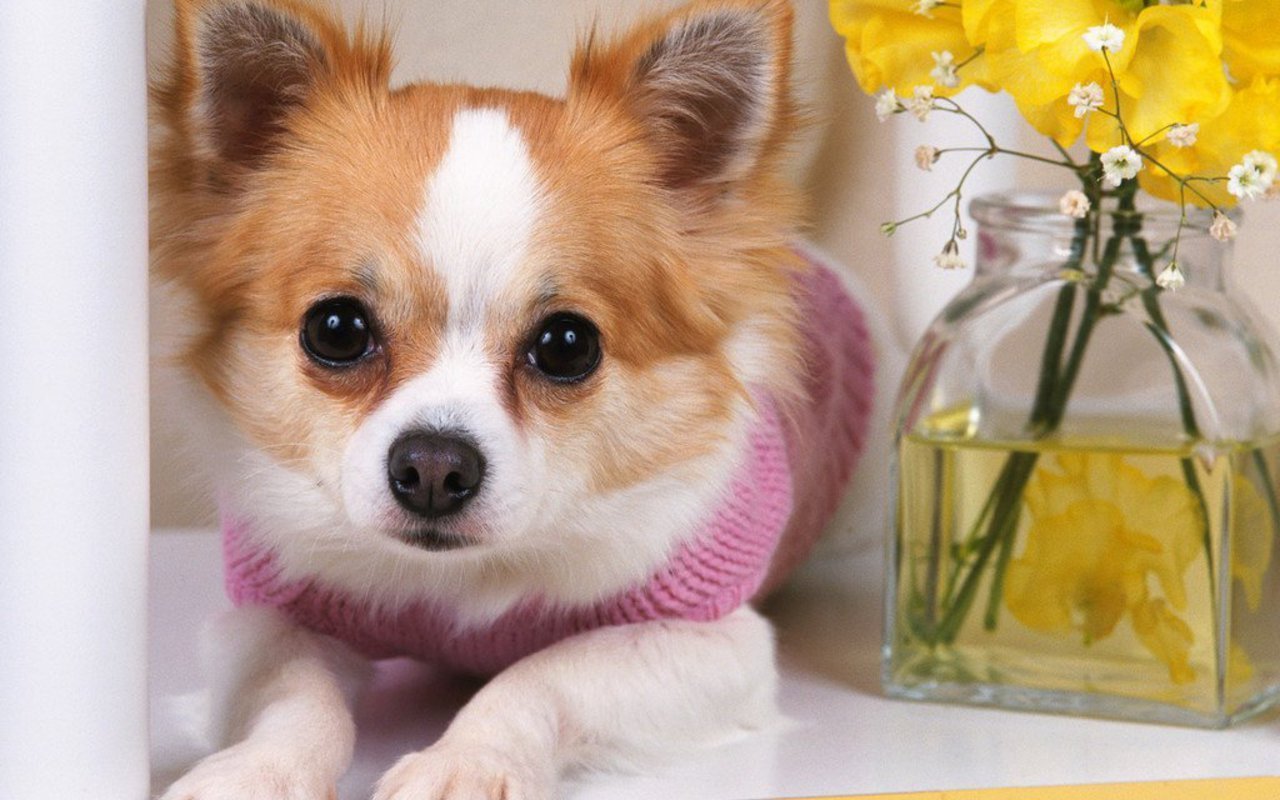 chihuahua-dog-wallpapers-8