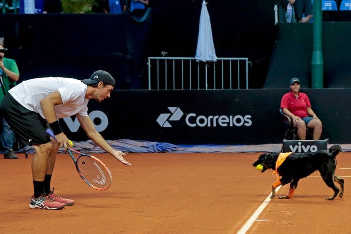 Бездомни кучета заместиха деца, за да гонят топките на тенис турнир (ВИДЕО)