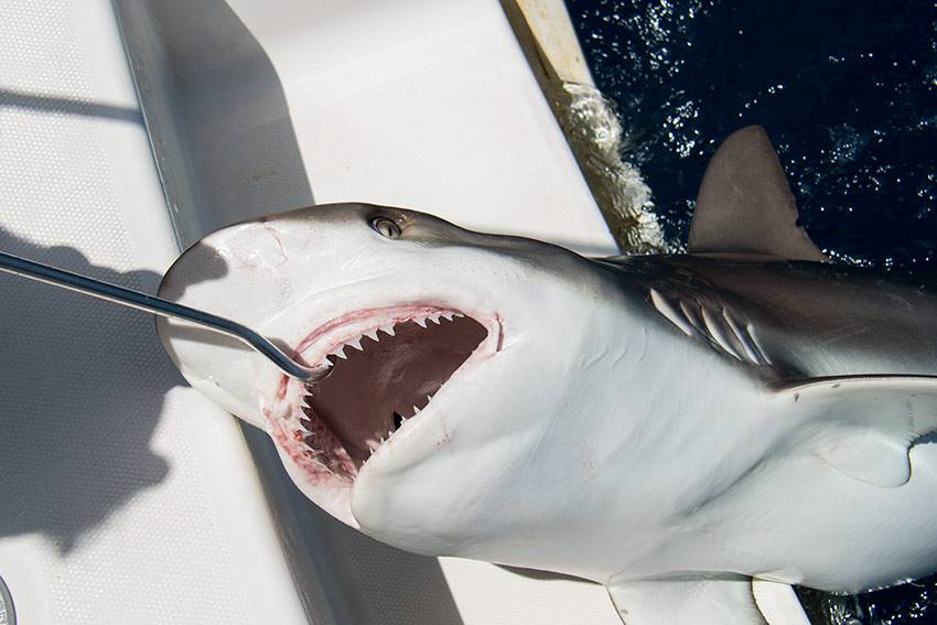 12966161_10154122705679650_2076444406_n