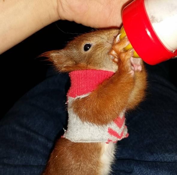 Датчанин спасява бебе катеричка, стават неразделни  приятели