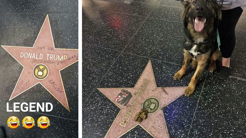 Кучета редовно дрискат върху звездата на Тръмп на Алеята на славата
