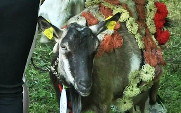 Избраха най-красивата домашна... коза (ВИДЕО)