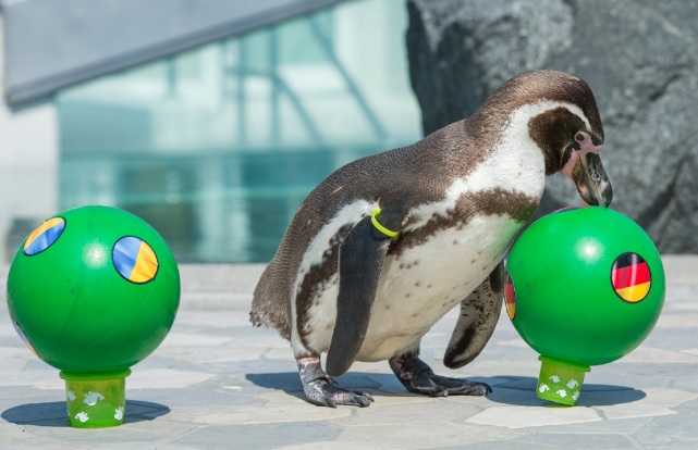 Пингвин, коала и петел са оракулите на Евро 2016