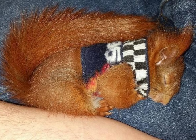 Датчанин спасява бебе катеричка, стават неразделни  приятели