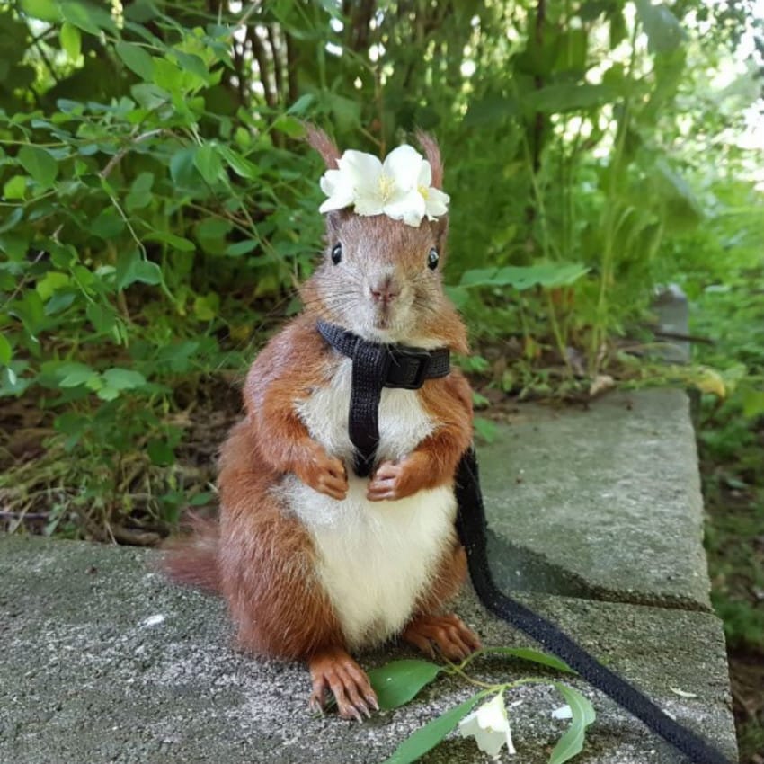 Датчанин спасява бебе катеричка, стават неразделни  приятели