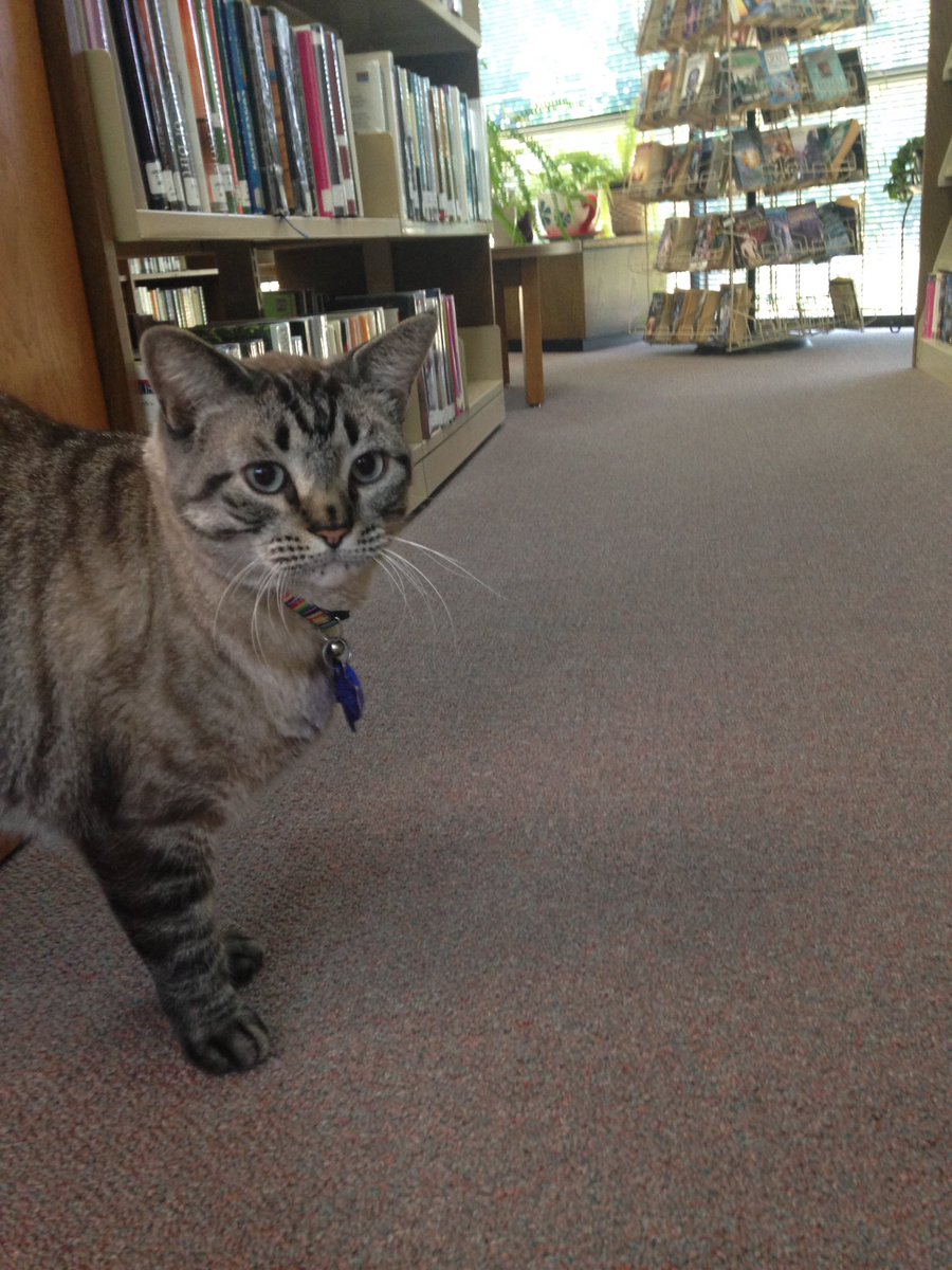 Градски съвет върна на работа библиотекарски котарак