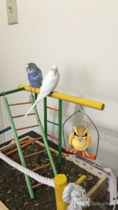 На погребение, на фронта и още странни места, където хванаха покемони