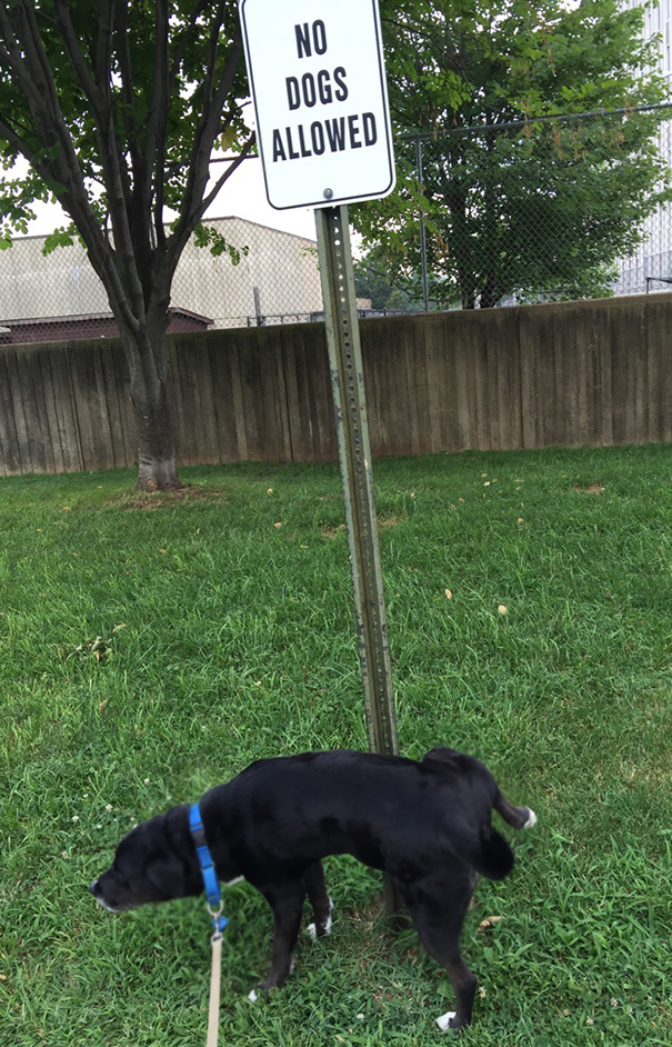 First-world-anarchists-breaking-rules-125-57b479951652e__605