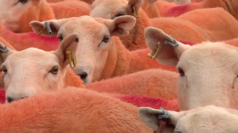 Фермер боядиса овцете си в оранжево, за да ги предпази от айдуци