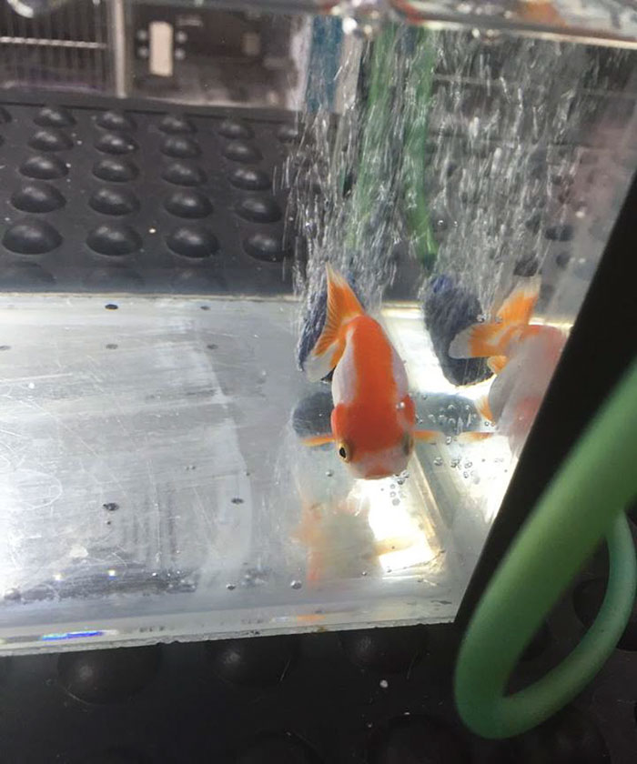 Жена плати 900 лева, за да спаси златната си рибка от задавяне