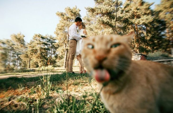 Шантави котки, които ще ти оправят деня (СНИМКИ)