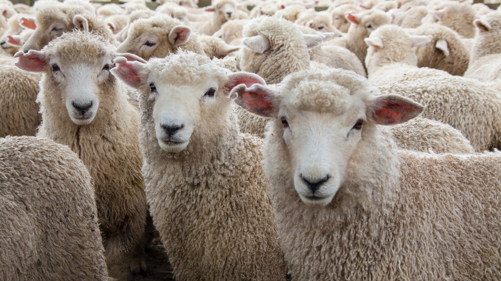 Фермер предлага на самотните хора да прегръщат овцете му
