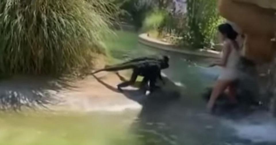 Уволниха жена, нахлула при маймуни в зоопарк, за да им даде начос (ВИДЕО)