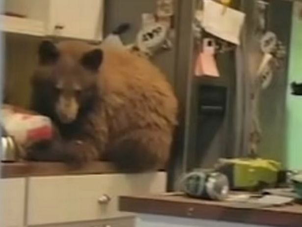 Мъж намери мечка в кухнята си, ядяща КFC (ВИДЕО)