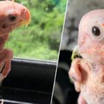 ВИДЕО: Папагалът, който изгуби перата си и способността да лети